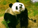 Panda wallpaper