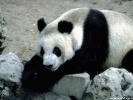  Panda wallpaper