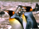  Penguin wallpaper