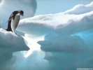  Penguin wallpaper
