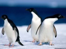  Penguin wallpaper