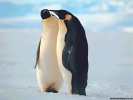  Penguin wallpaper