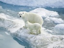 Polar Bear wallpaper