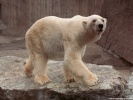  Polar Bear wallpaper