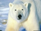  Polar Bear wallpaper