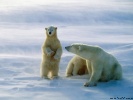  Polar Bear wallpaper