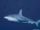  Shark wallpaper