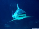  Shark wallpaper