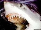  Shark wallpaper