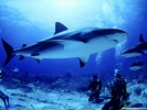  Shark wallpaper