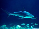  Shark wallpaper