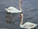  Swan wallpaper