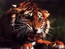  Tiger wallpaper