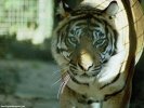  Tiger wallpaper
