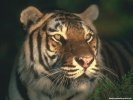  Tiger wallpaper