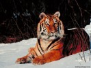  Tiger wallpaper