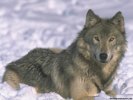  Wolf wallpaper