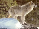  Wolf wallpaper