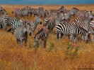  Zebra wallpaper