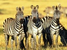  Zebra wallpaper