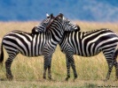  Zebra wallpaper