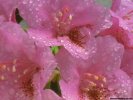  Flower wallpaper