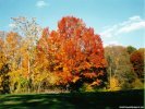 Fall Fall Scene wallpaper