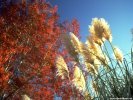 Fall Fall Scene wallpaper