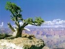 Grand Canyon Grand Canyon wallpaper