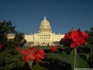 Capitol Hill Washington, D.C. wallpaper